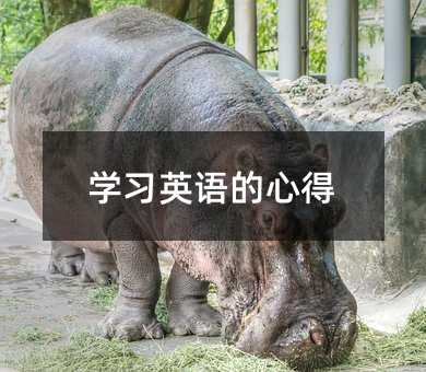 学习英语的心得