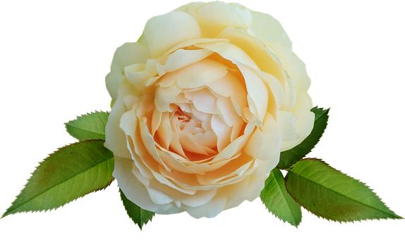 �п�ѧϰָ�����˸���ѧС�ھ�