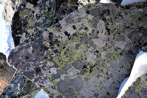 �ƻ�������ѧ����������н顱